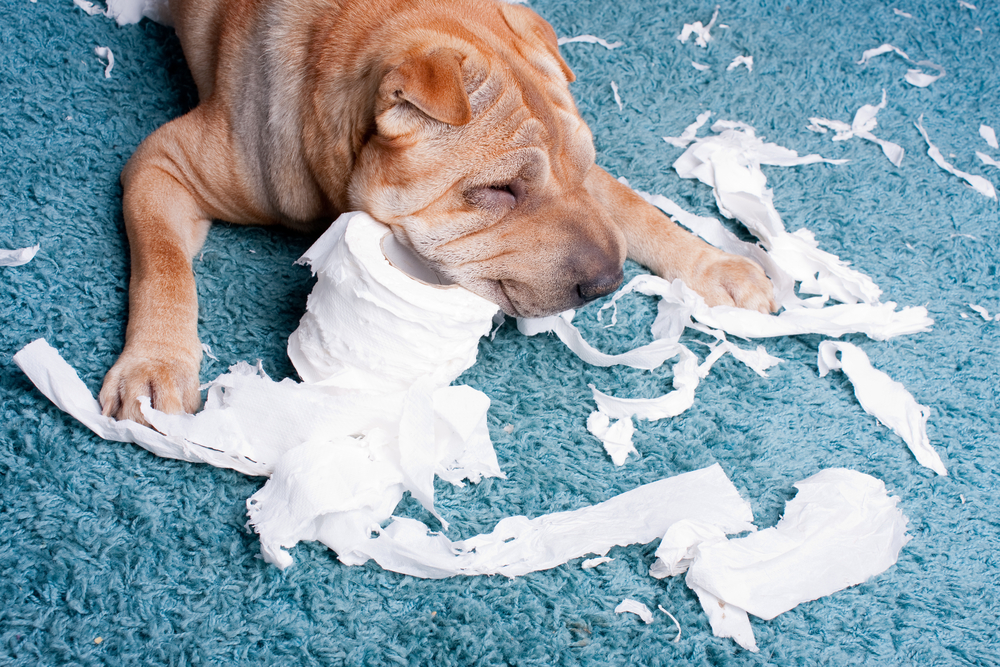 dog with toilet paper